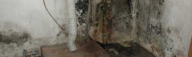 Mold