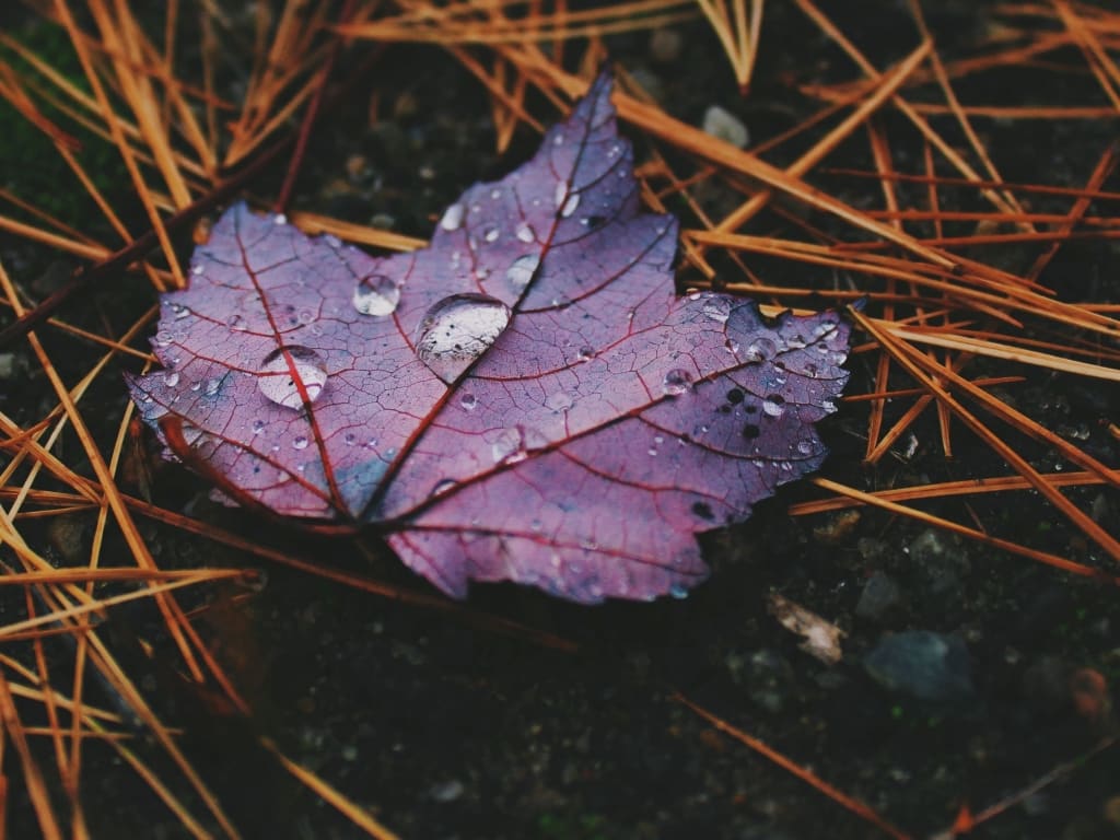 fall leaf with raindrops: how to keep your basement dry this fall
