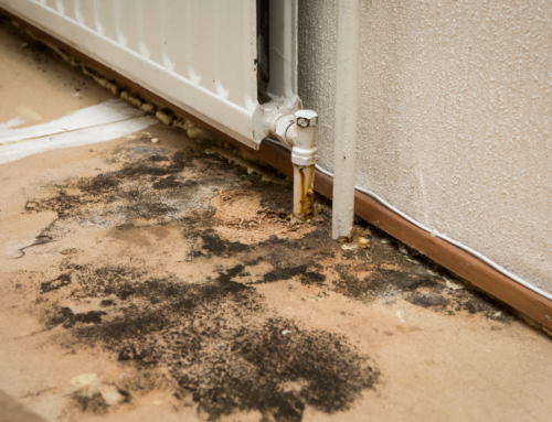 5 Signs You Might Need Basement Mold Remediation